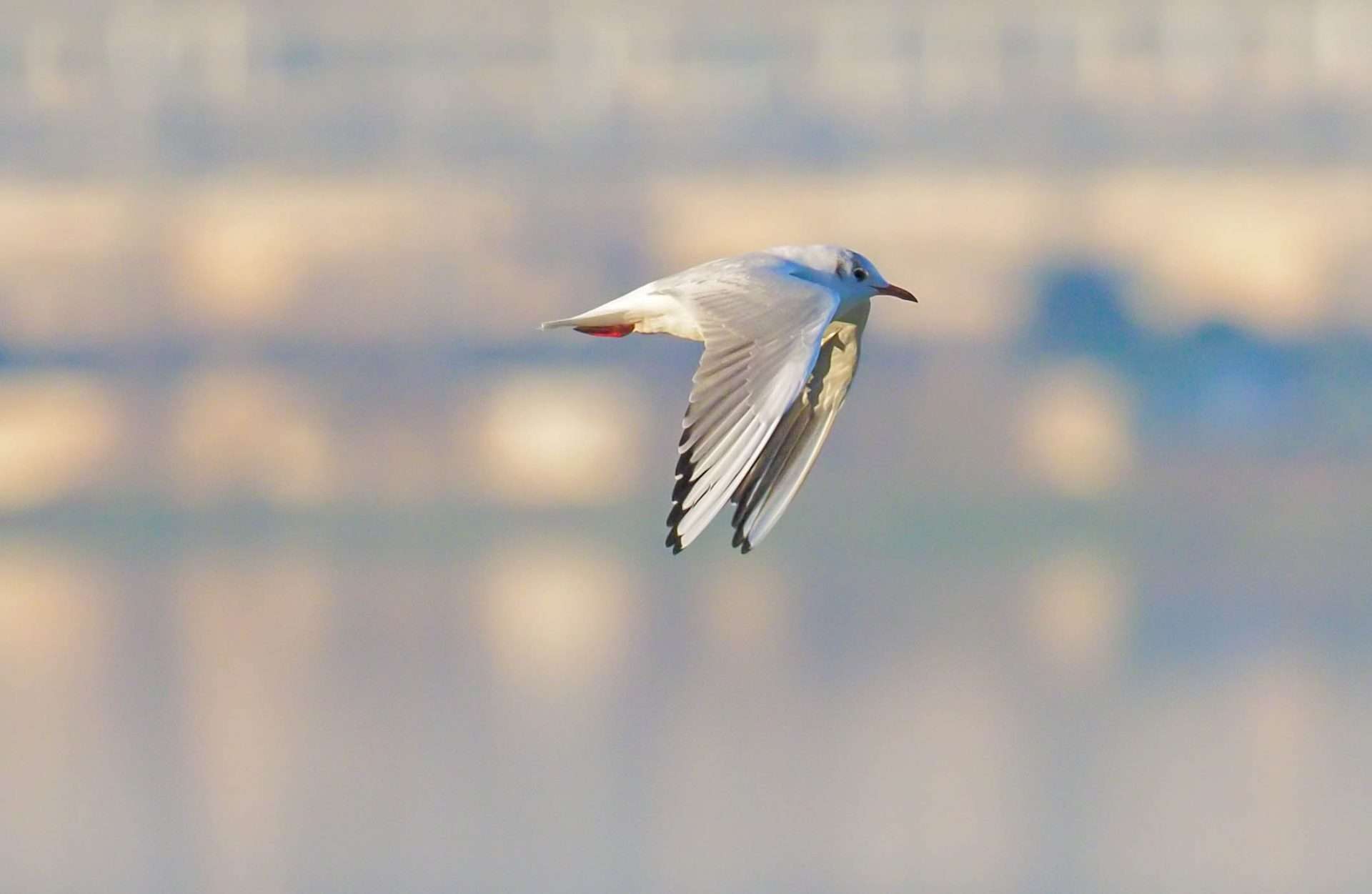Black-headed Gull by Wayne emery at River Plym