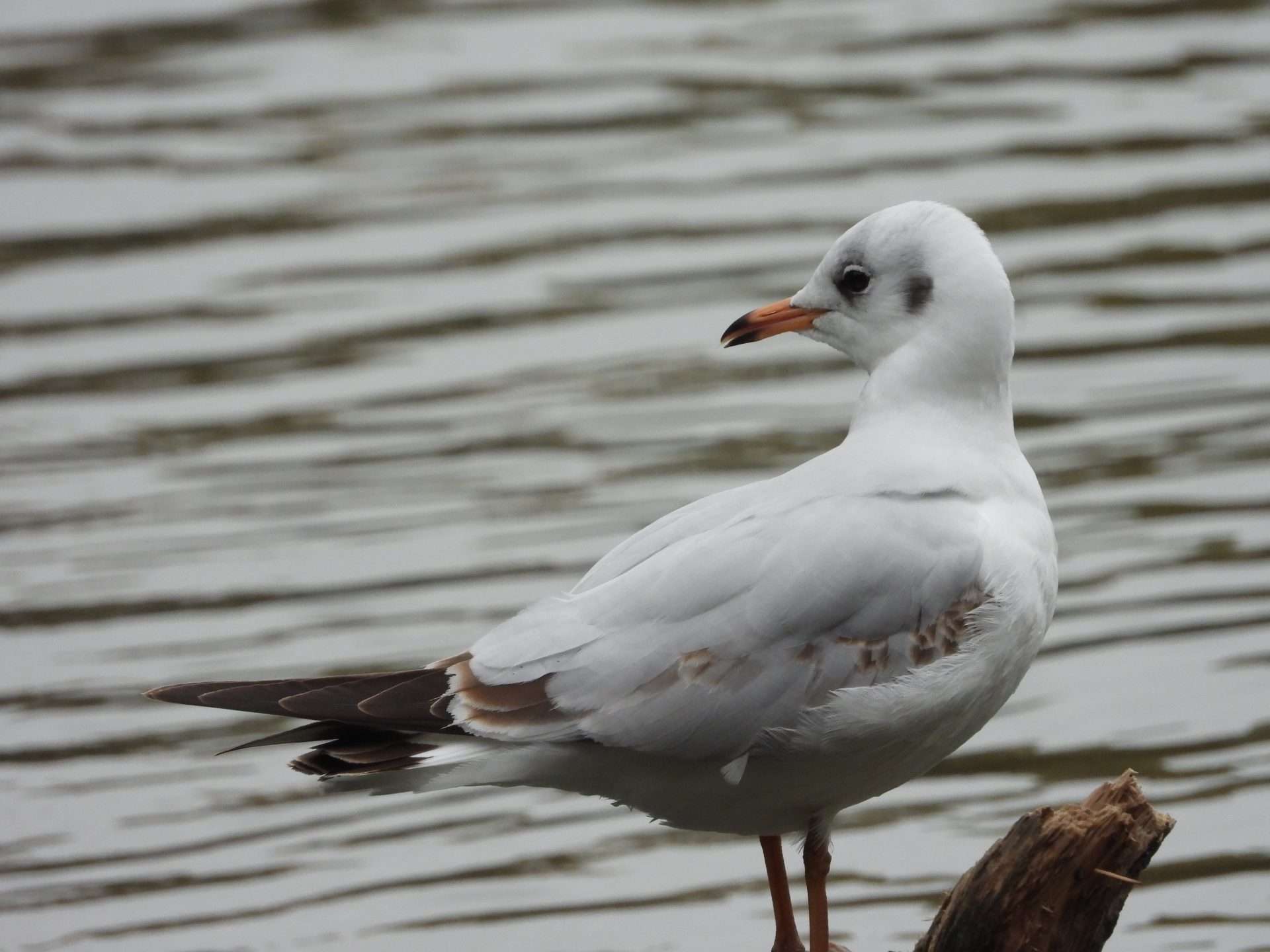 Black headed gull by Kenneth Bradley at Stover