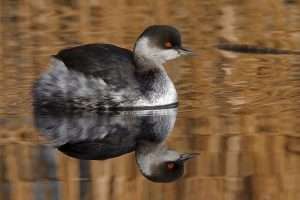 Black-necked Grebe at Dawlish by Colin Scott on December 11 2012