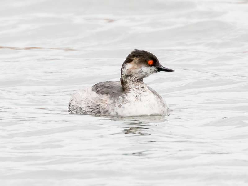 Black-necked Grebe by Geoff Campbell at Exeter Canal near Topsham ferry