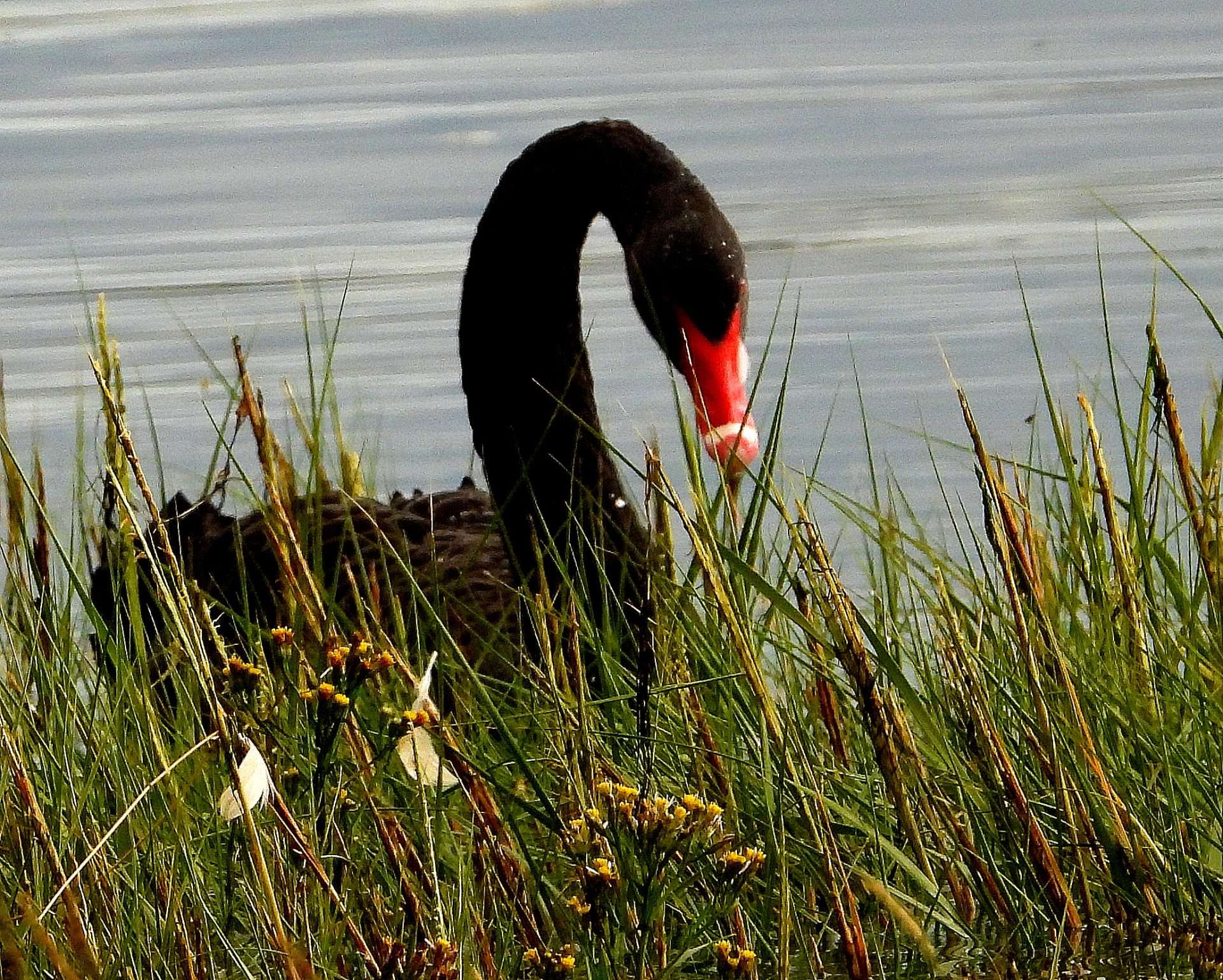 Black swan by Kenneth Bradley at Exminster marshes RSPB
