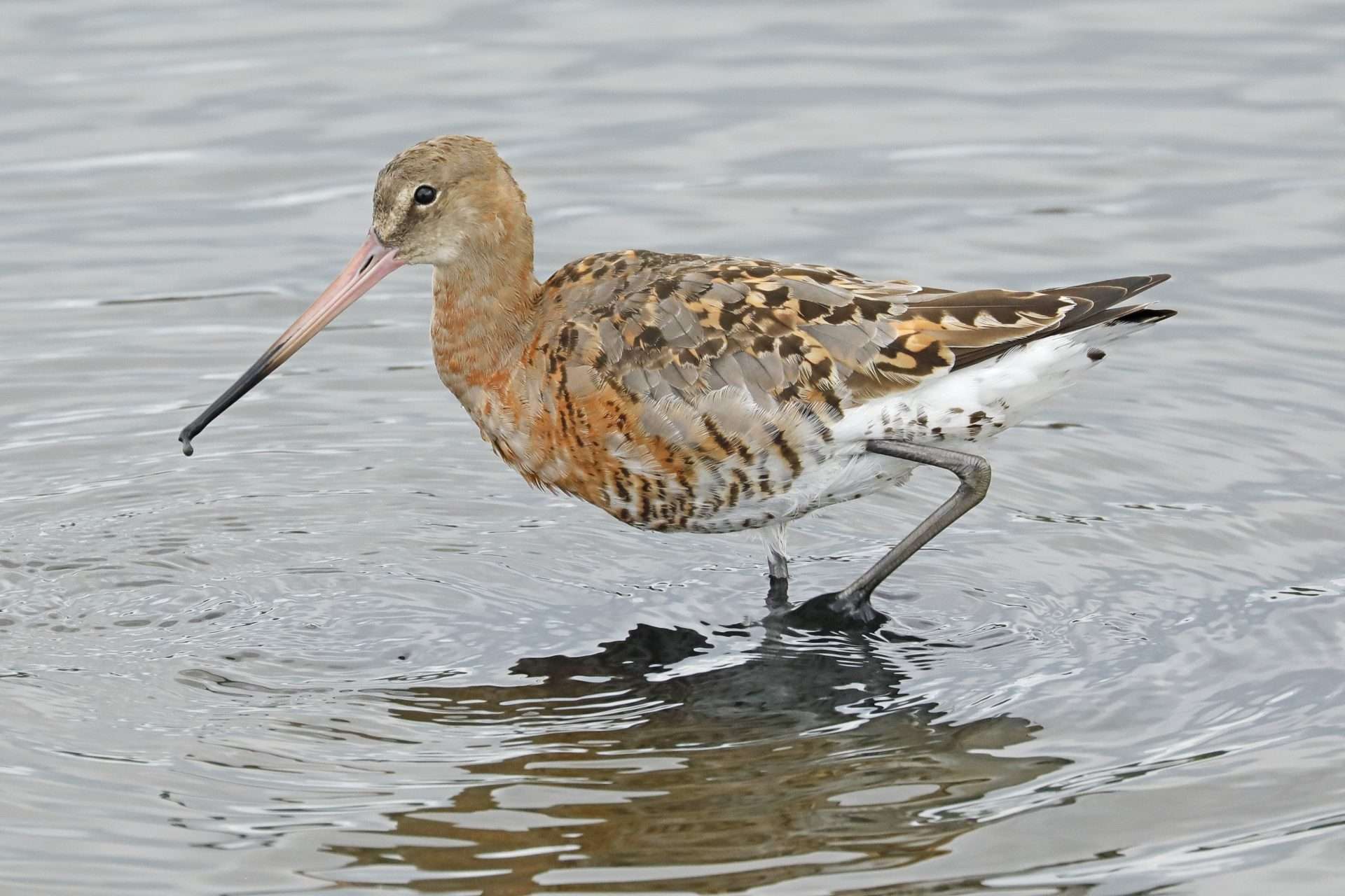 Black-tailed Godwit by Ian Loyd at Seaton wetlands