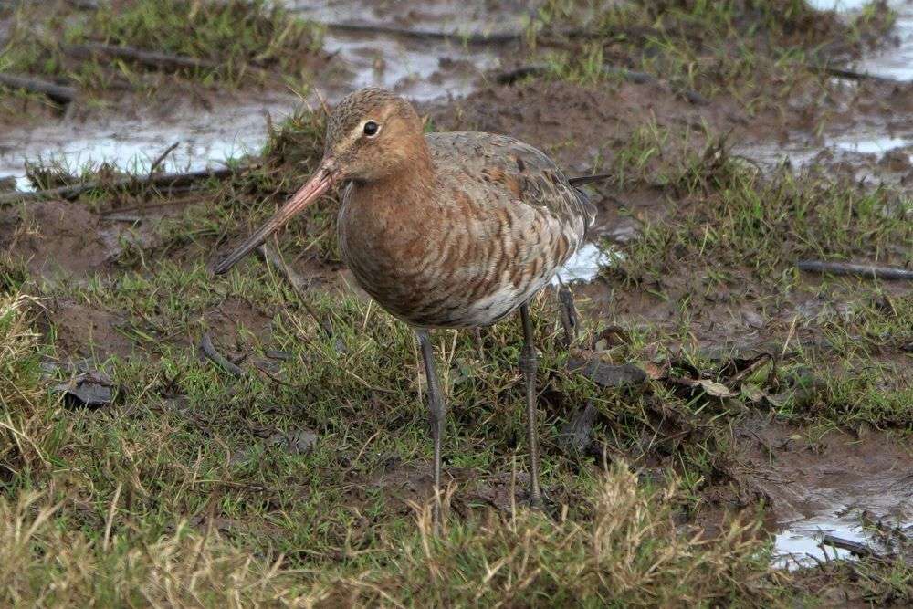 Black-tailed Godwit by John Reeves at Bowling Green Marsh RSPB Reserve