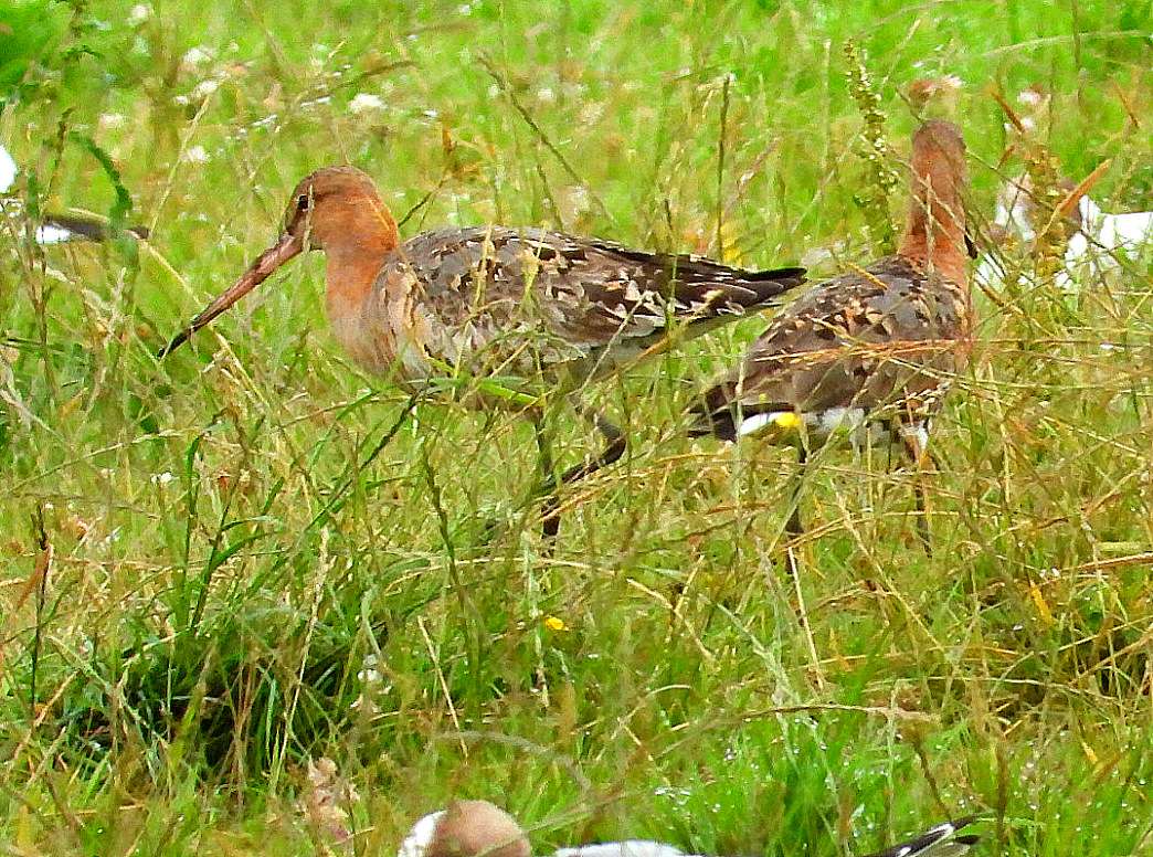 Black-tailed Godwit by Kenneth Bradley at Exminster Marshes RSPB