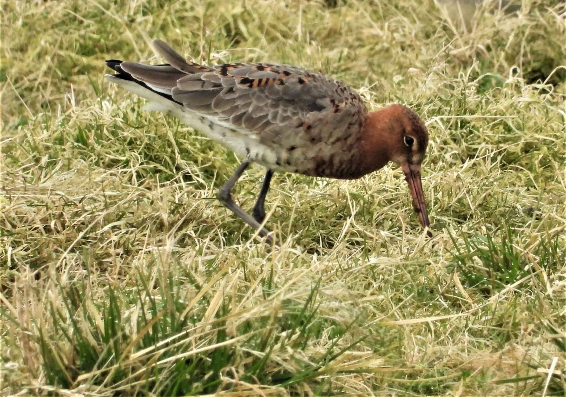 Black-tailed Godwit by Kenneth Bradley at Exminster marshes RSPB