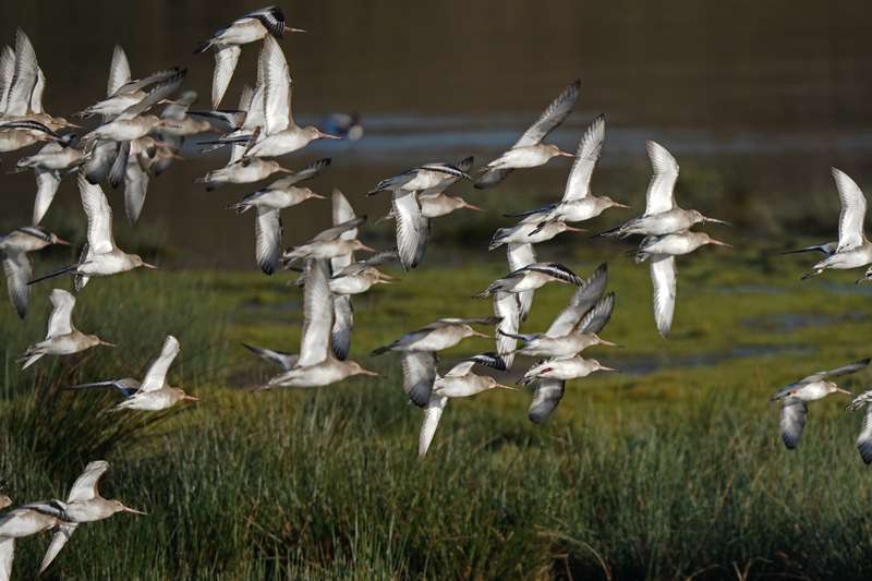 Black-tailed Godwit by Mr Keith McGinn at Bowling Green marsh
