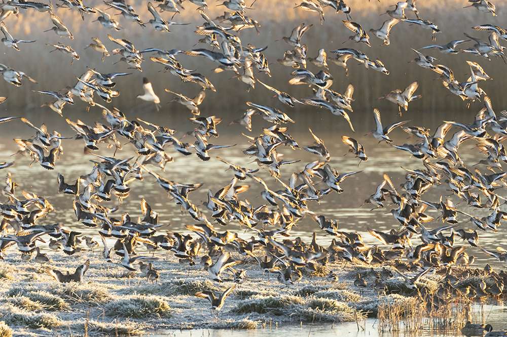 Black-tailed Godwit by Nick de Cent at Bowling Green Marsh