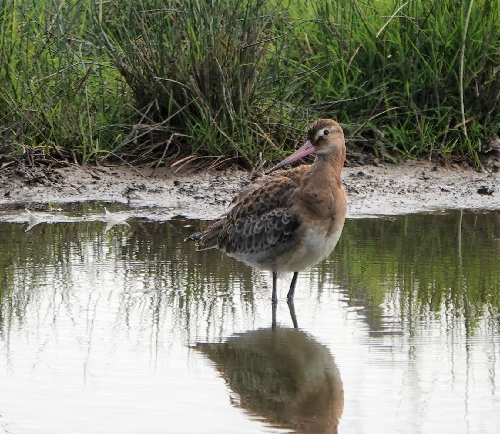 Black-tailed Godwit by Paul Howrihane at Bowling Green Marsh