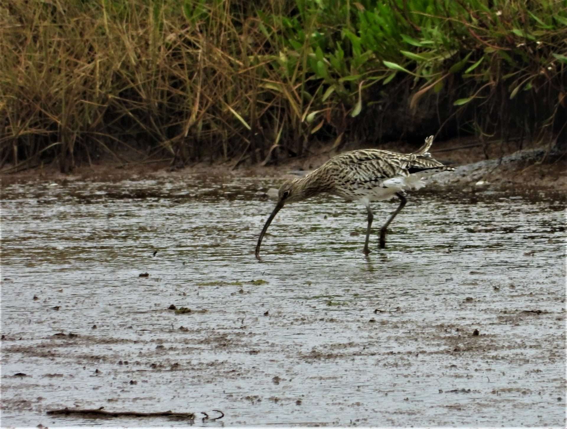 Black tailed godwit by Kenneth Bradley at Goosemoor RSPB