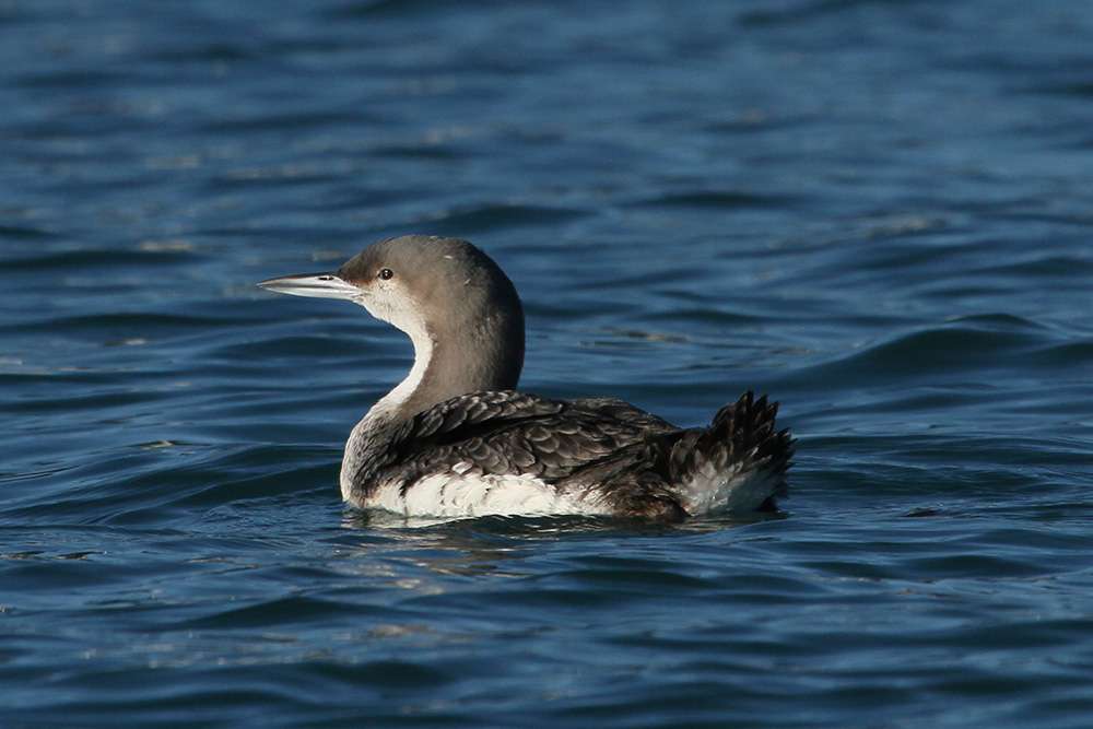 Black-throated Diver by Chris Protor at Birxham