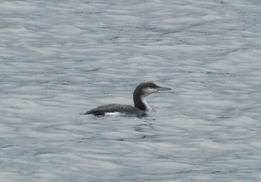 Black-throated Diver by Chris Protor at Churston Point