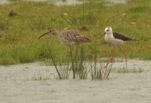 Black-winged Stilt and Whimbrel at Exminster Marshes by Charlie Fleming on April 25 2012