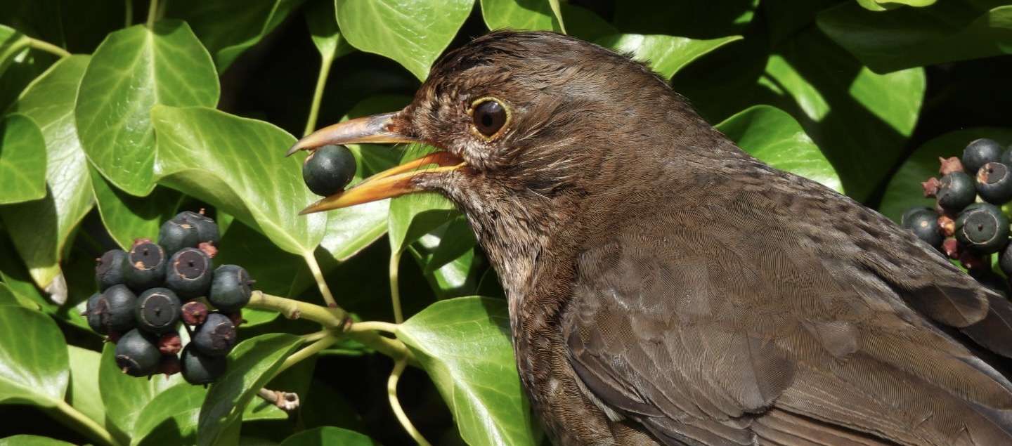 Blackbird by Elizabeth Mulgrew at Dawlish Warren