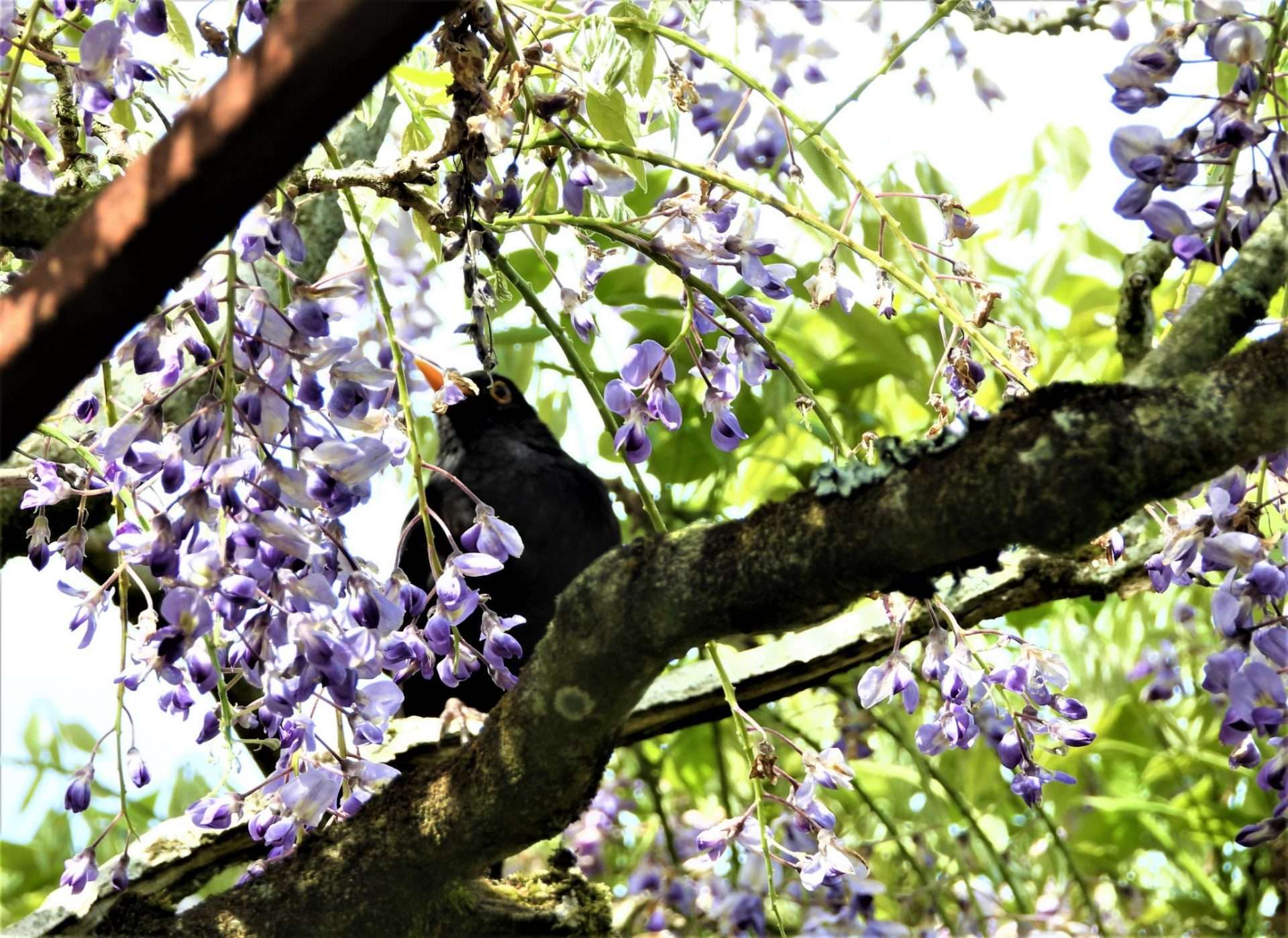 Blackbird by Kenneth Bradley at Marwood hill garden