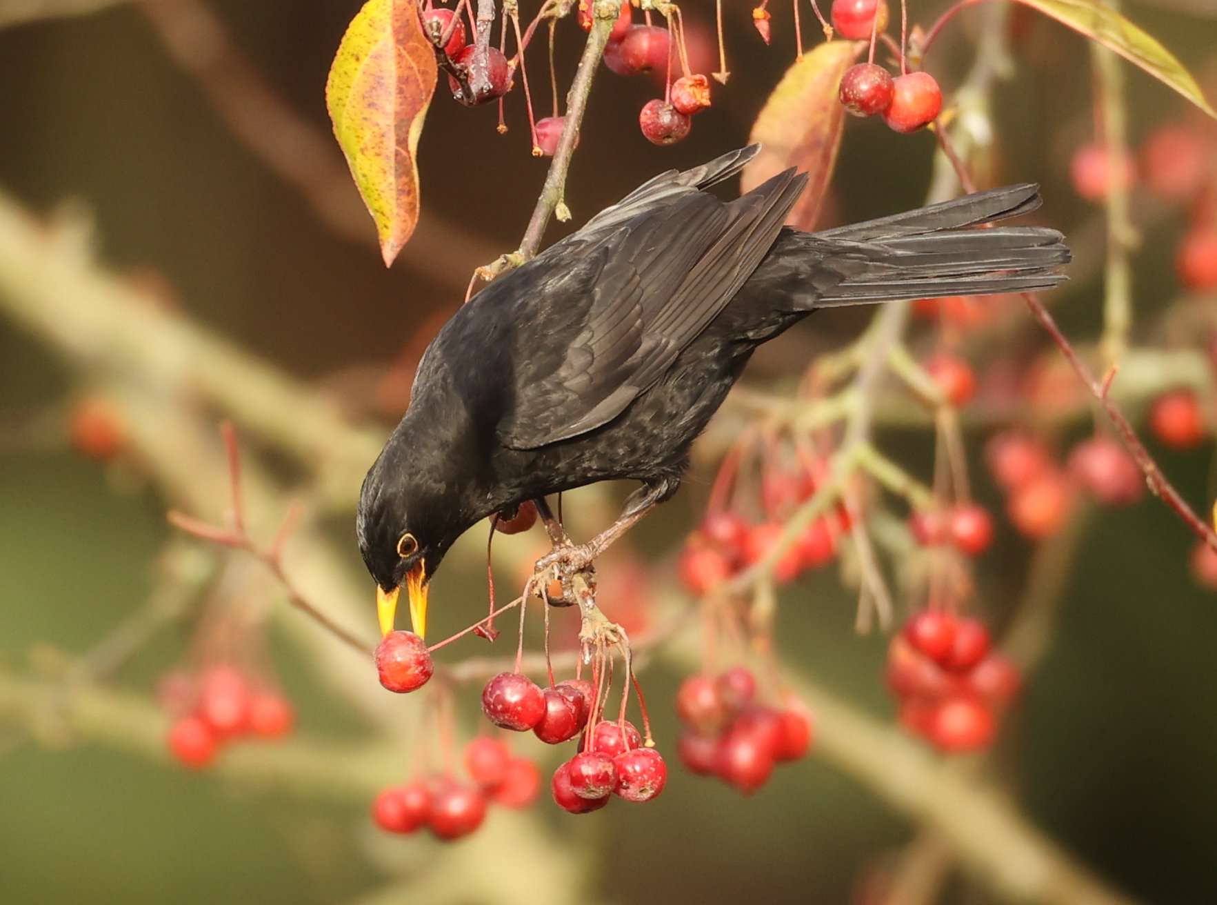 Blackbird by Steve Hopper at Killerton