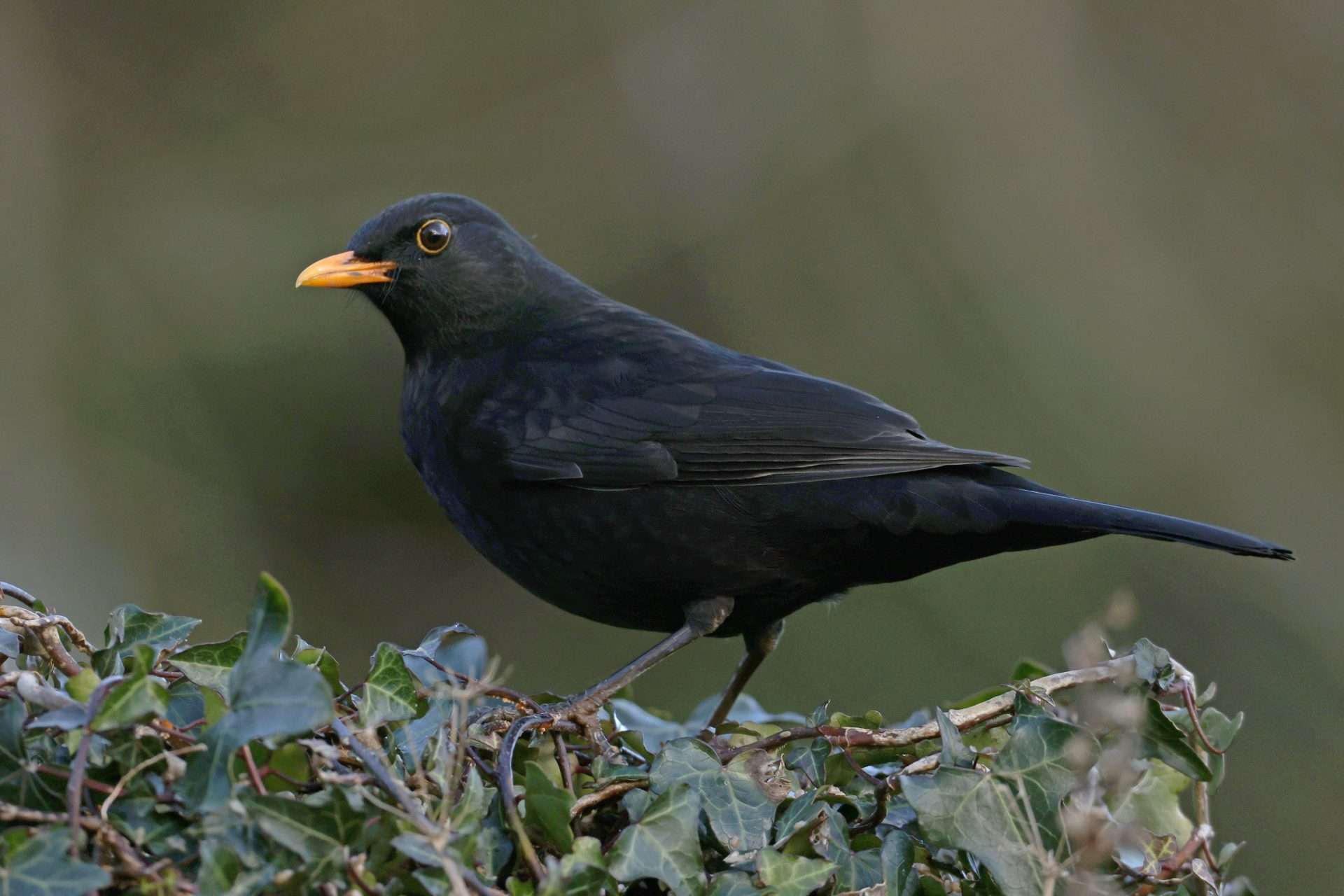 Blackbird by Steve Hopper at South Brent