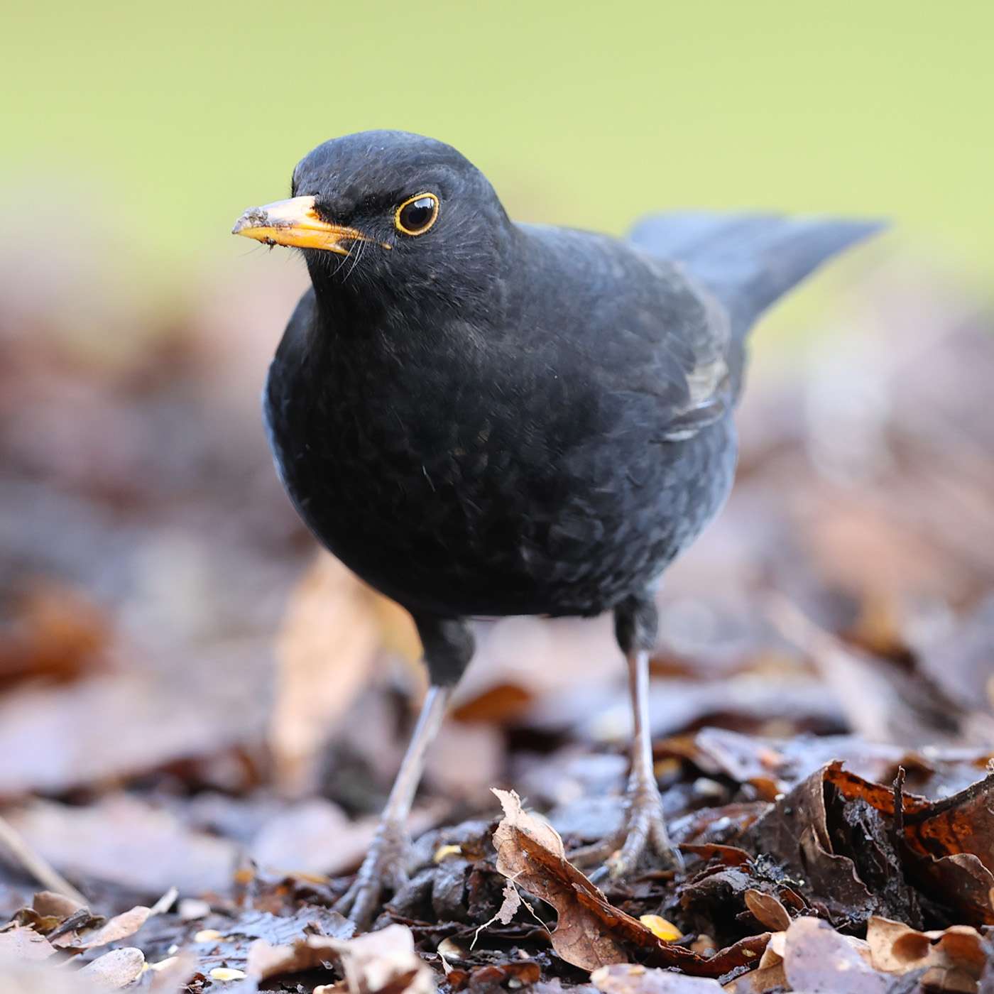 Blackbird by Steve Hopper at South Brent