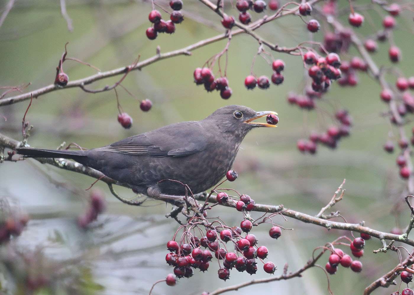 Blackbird by Steve Hopper at South Brent