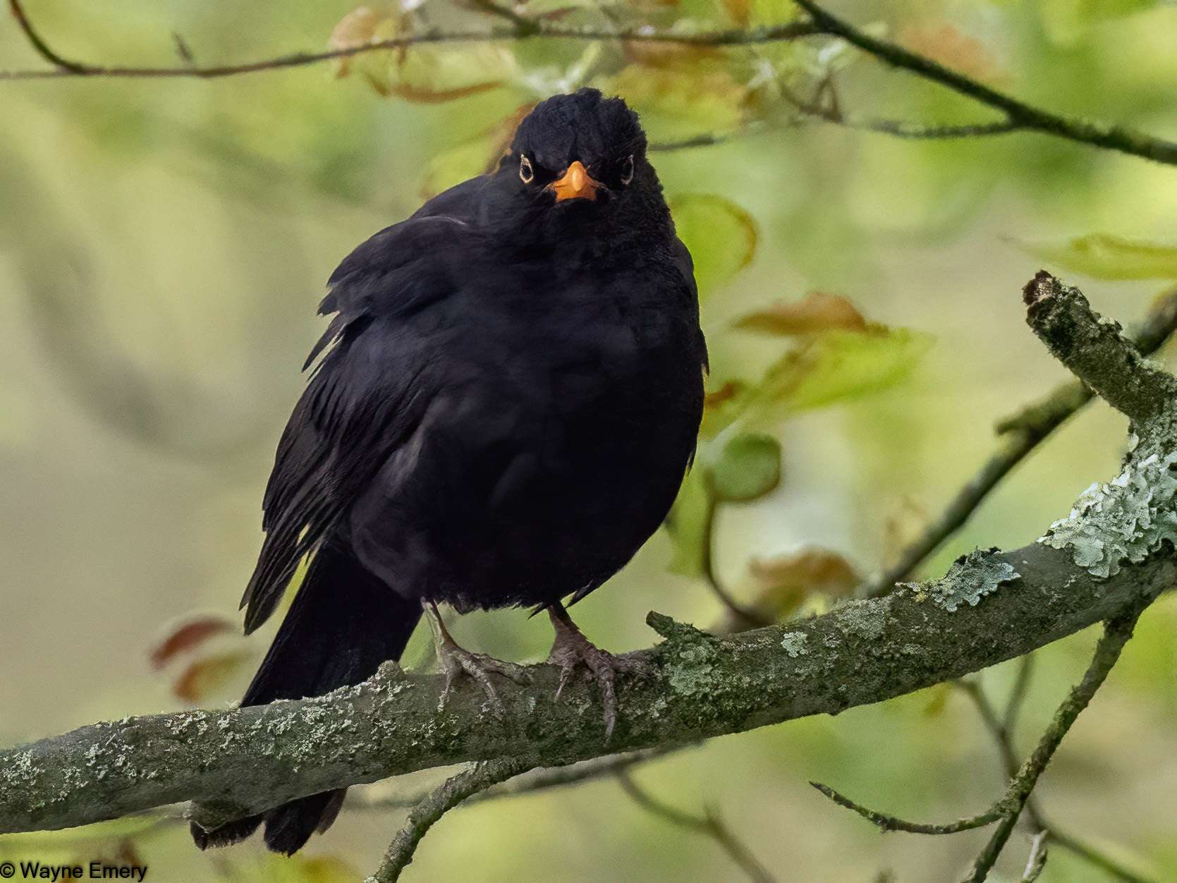 Blackbird by Wayne Emery at Saltram