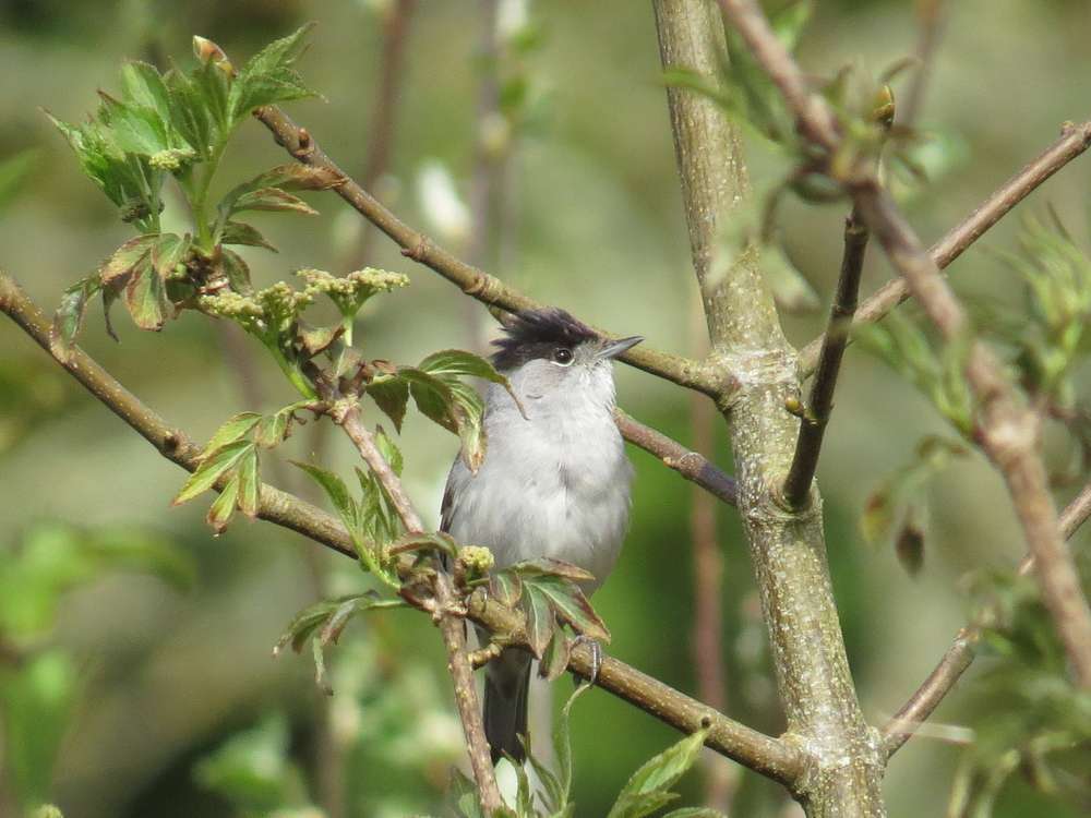Blackcap by Ian Muir at Chagford Bridge