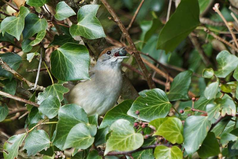 Blackcap by Keith McGinn at bishopsteignton