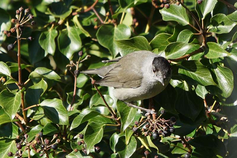 Blackcap by Keith Mcginn at bishopsteignton