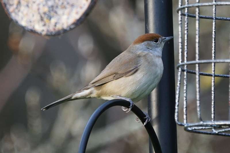 Blackcap by Keith Mcginn at bishopsteignton