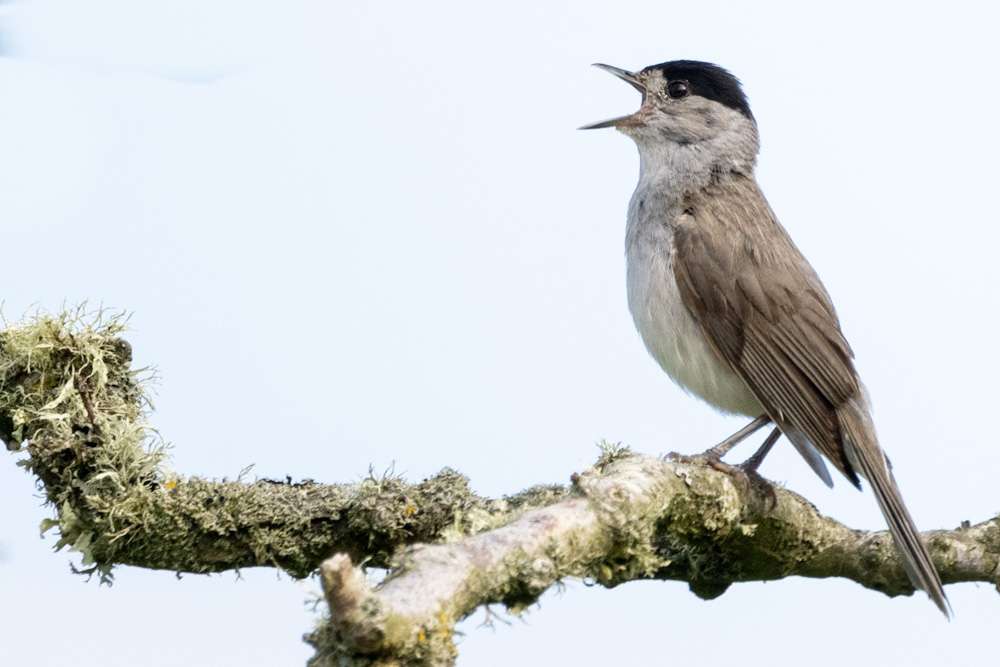 Blackcap by Malcolm Morrison at Jennycliff