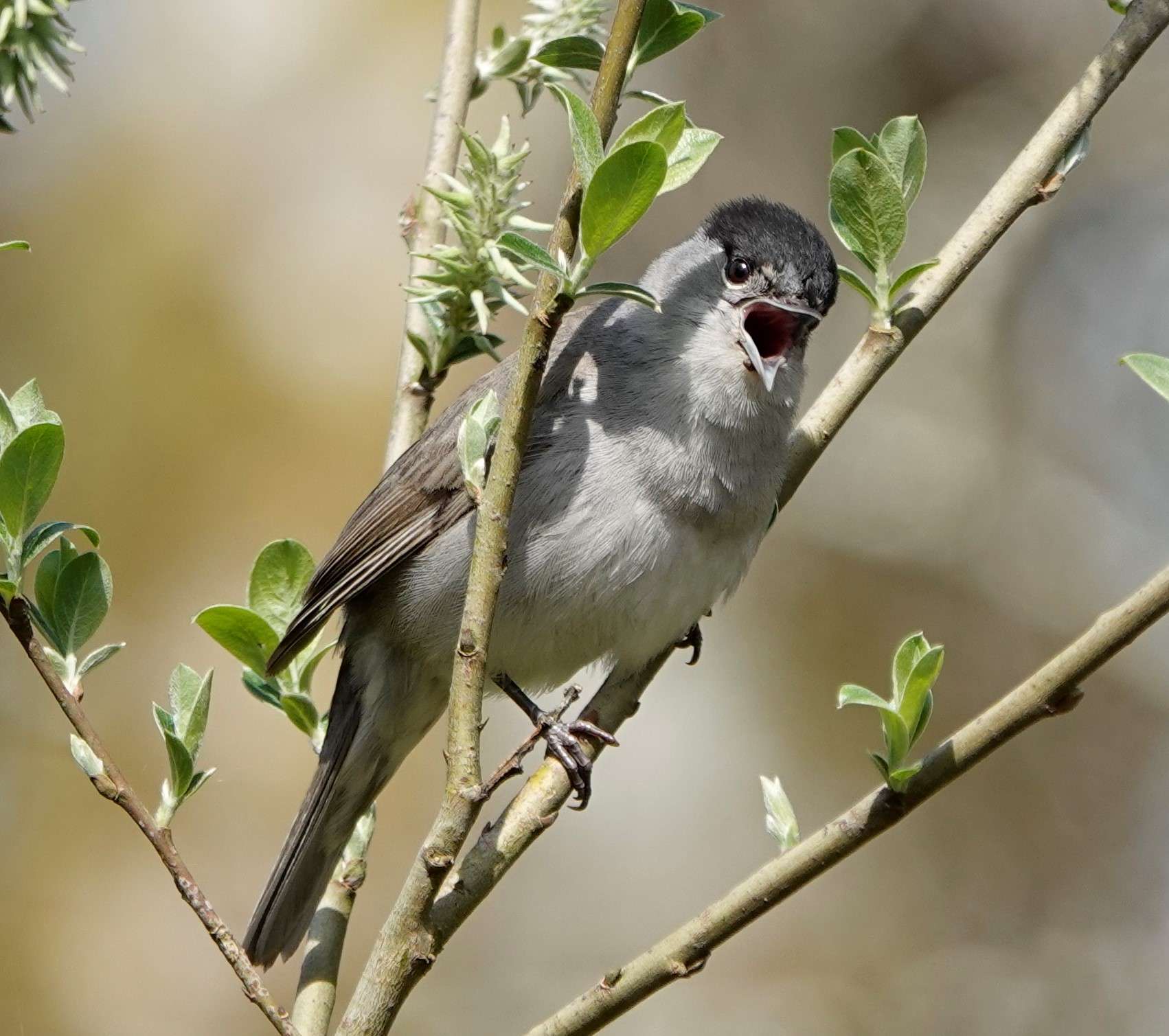 Blackcap by Paul Howrihane at Cookworthy Forest