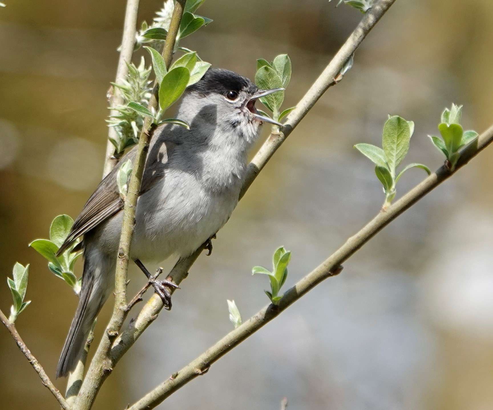 Blackcap by Paul William Marshall Howrihane at Cookworthy Forest