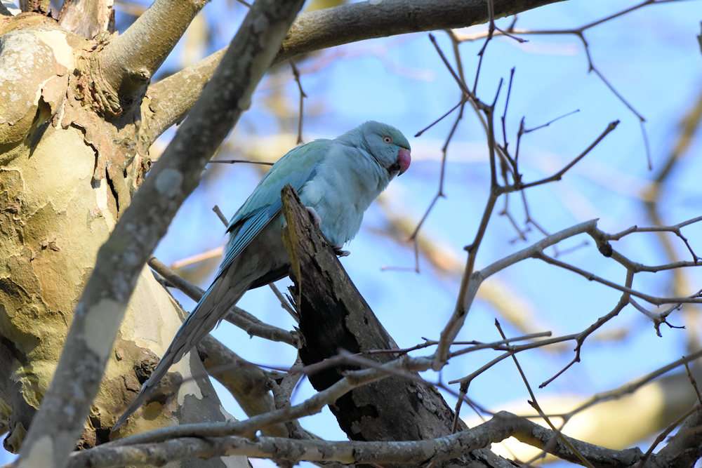 Blue Ring-necked Parakeet by Greg Bradbury at Saltram Estate
