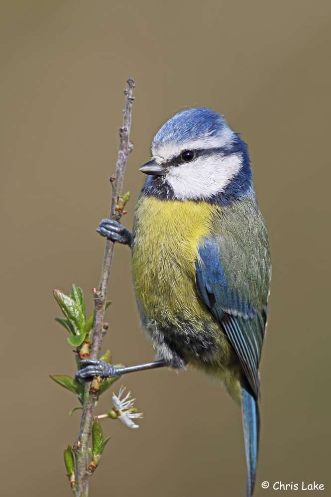 Blue Tit by Chris Lake at West Charleton Marsh