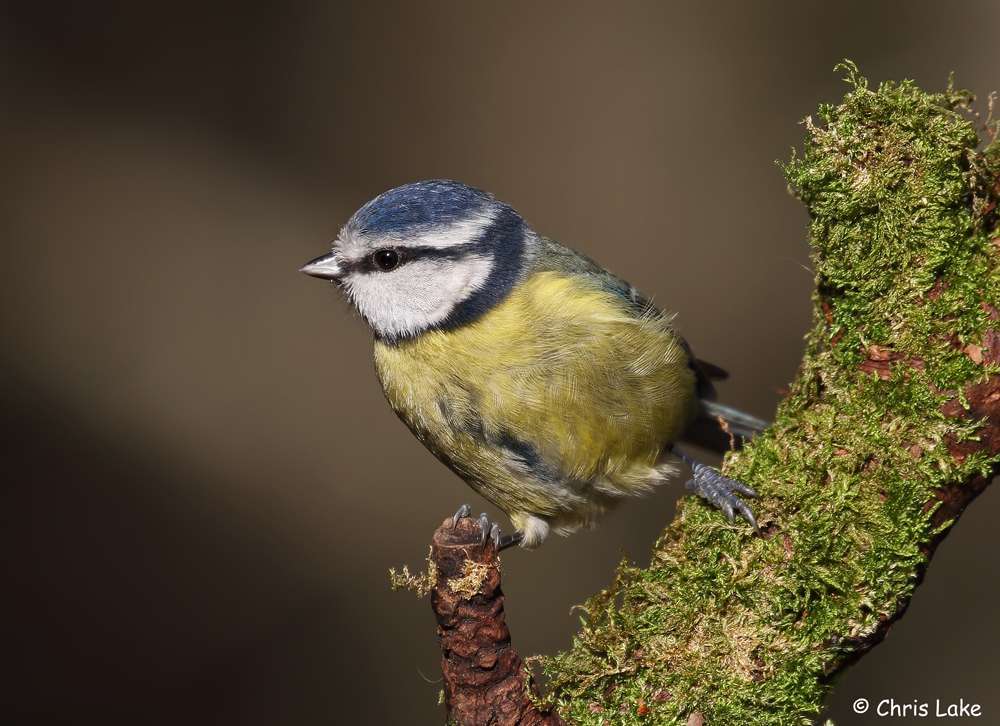 Blue Tit by Christopher Lake at Stover