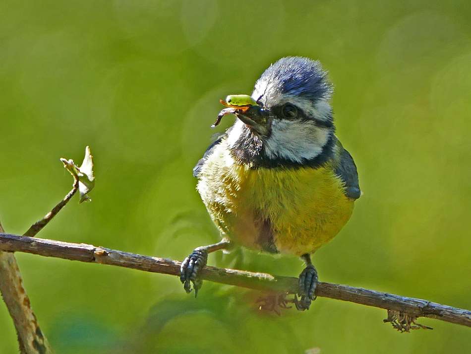 Blue Tit by Derek Stacey at Chambercombe Manor