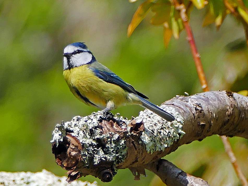 Blue Tit by Derek Stacey at Chambercombe Manor