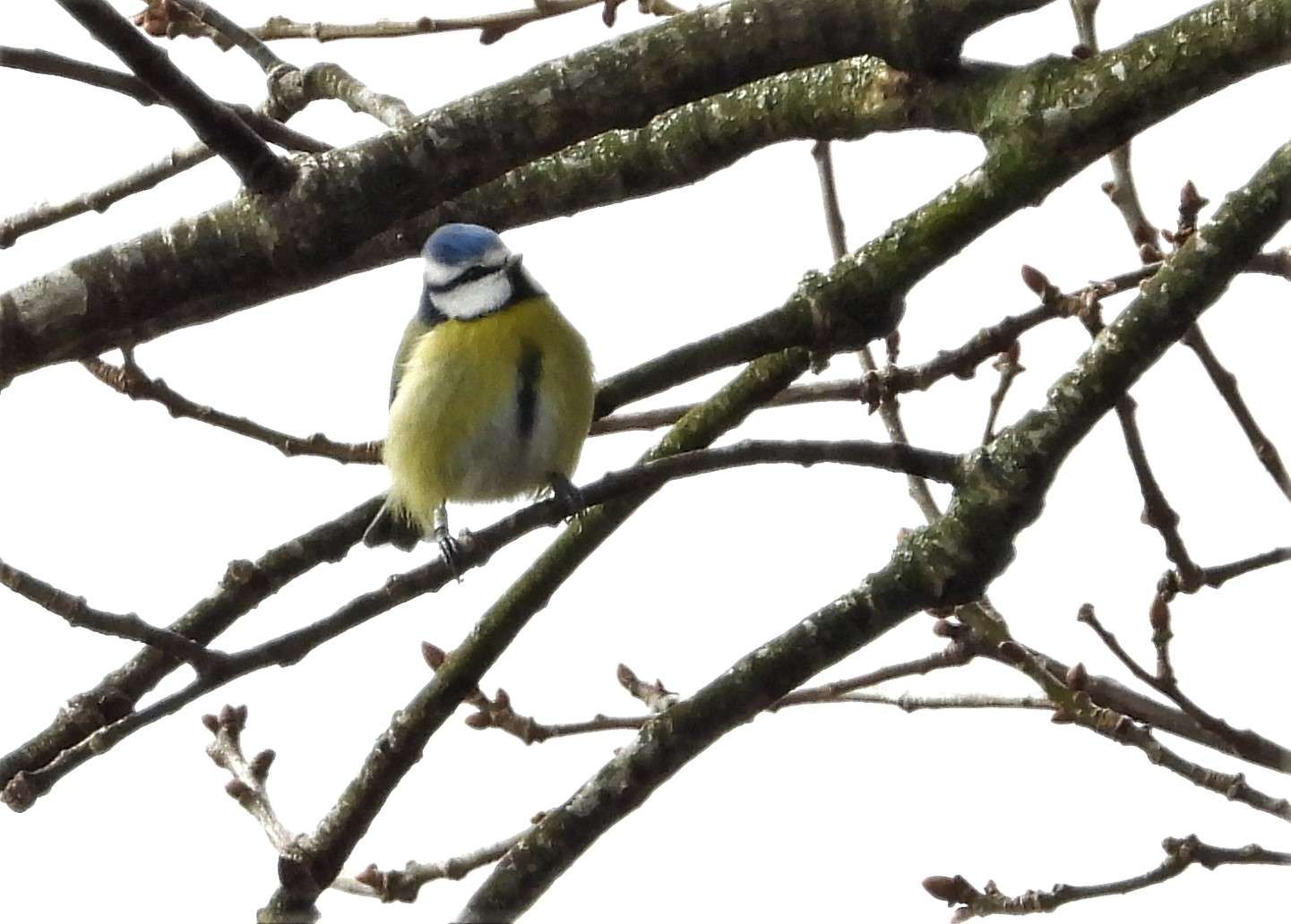 Blue Tit by Kenneth Bradley at Combe cellars