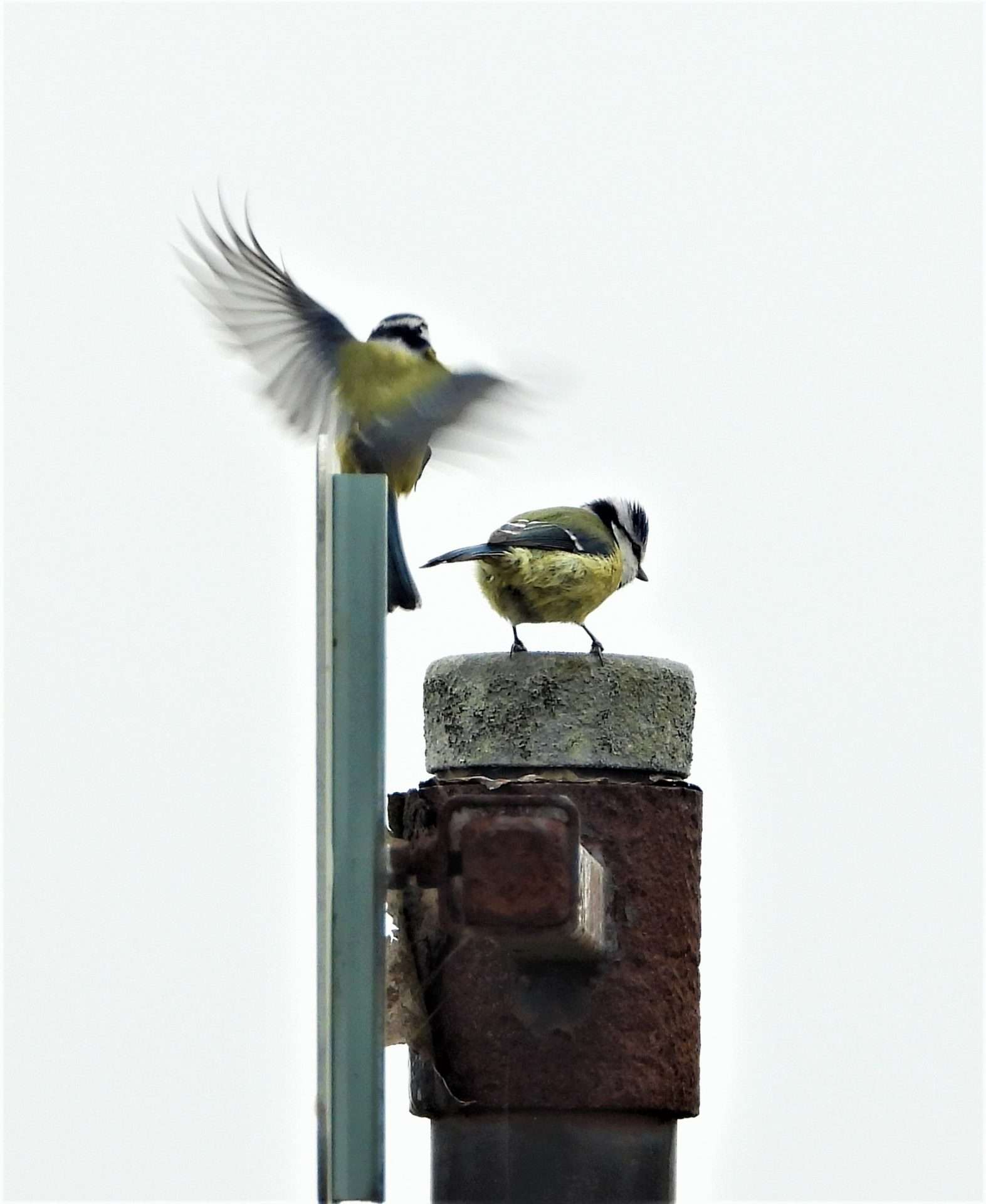 Blue Tit by Kenneth Bradley at Exminster marshes RSPB