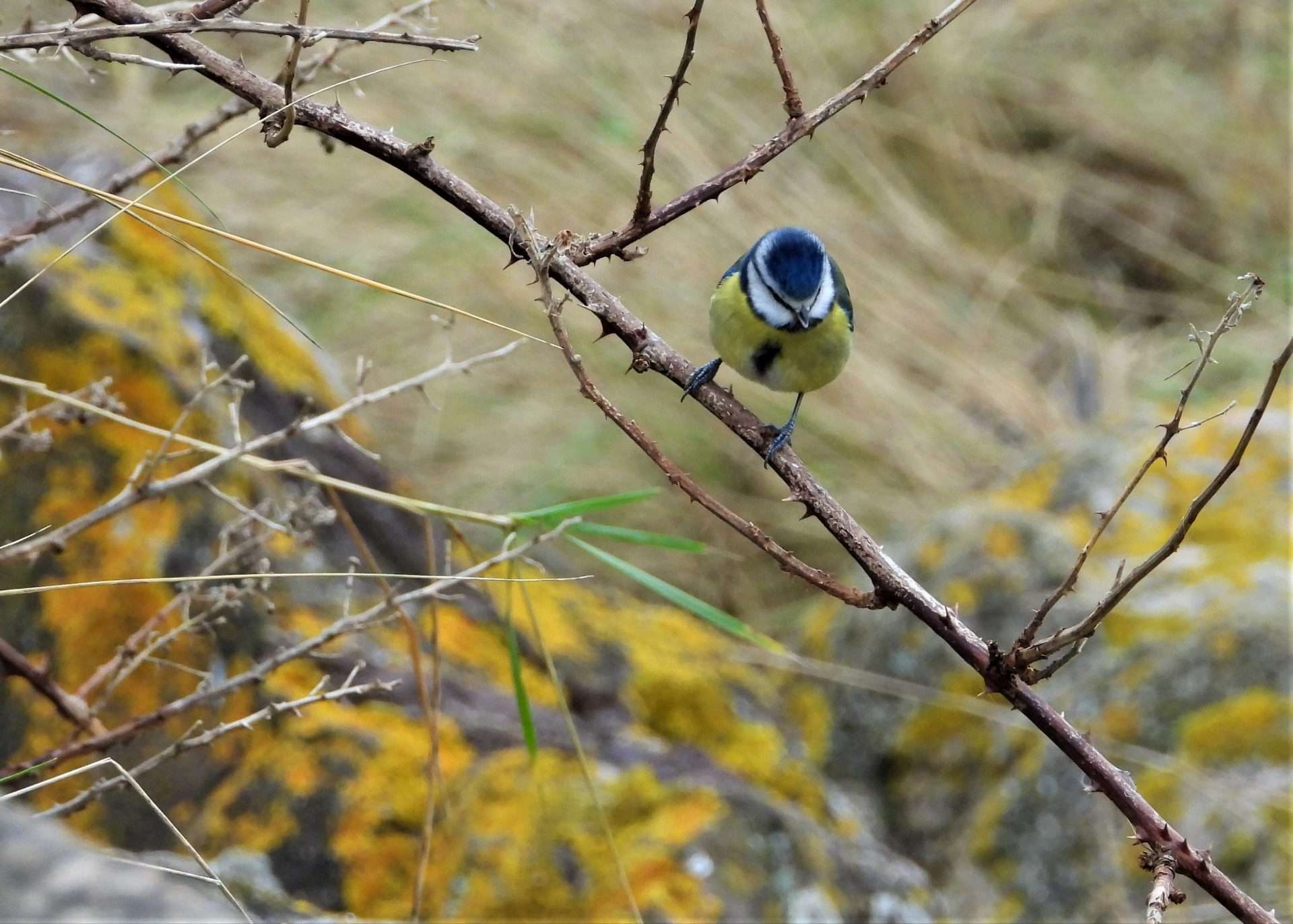 Blue Tit by Kenneth Bradley at Exminster marshes RSPB