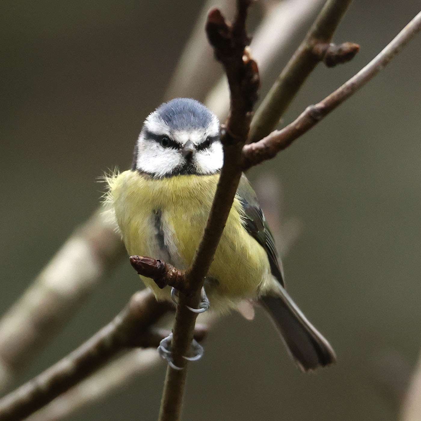 Blue Tit by Steve Hopper at South Brent