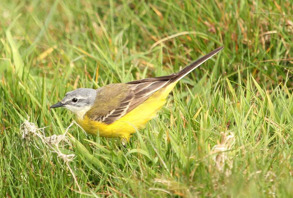 Blue-headed Wagtail by Mark Dyer at Lundy