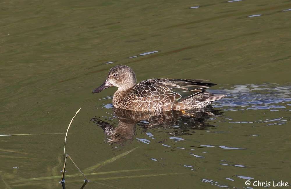 Blue-winged Teal by Christopher Lake at Mansands
