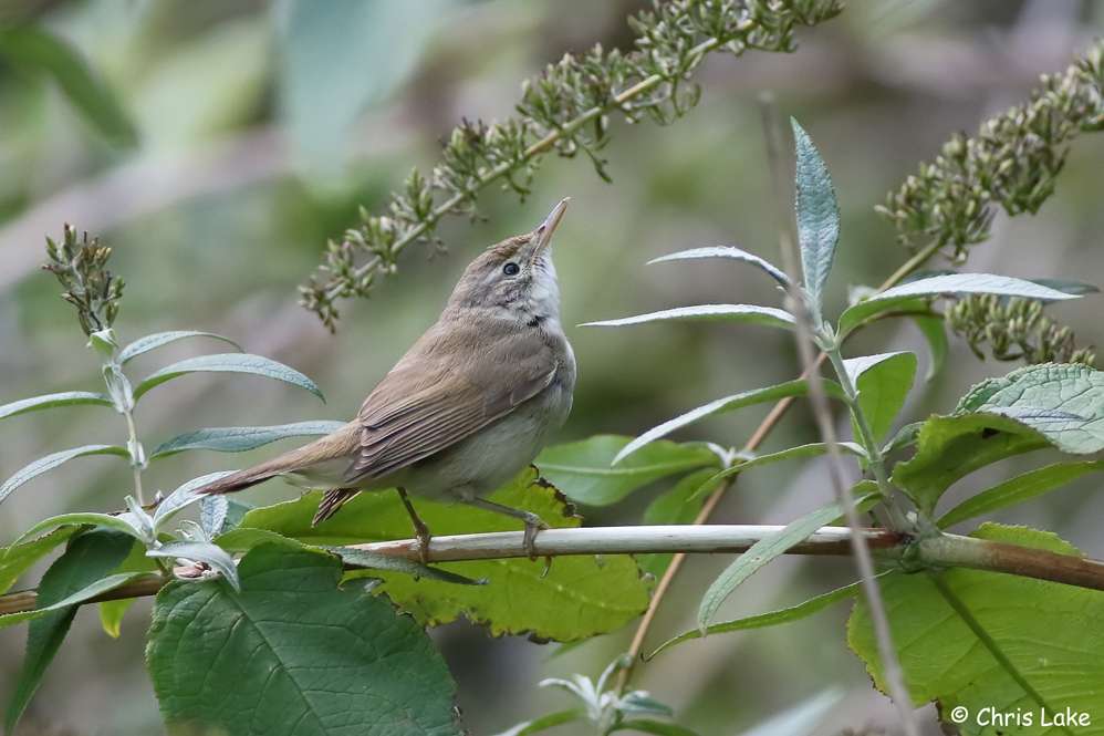 Blyth's Reed Warbler at Berryhead by Chris Lake - Devon Birds