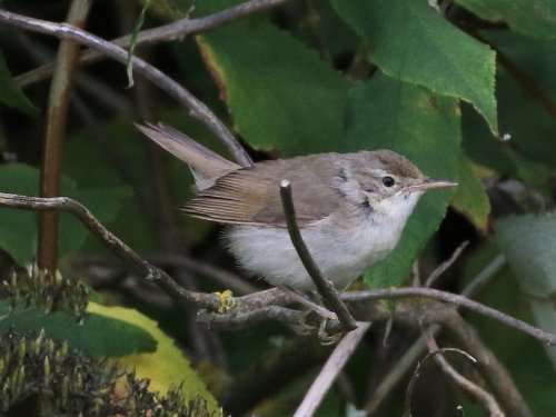 Blyth's Reed Warbler by Dave Smallshire at Berry Head