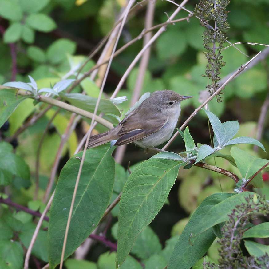 Blyths Reed Warbler at Berry Head by Steve Hopper - Devon Birds