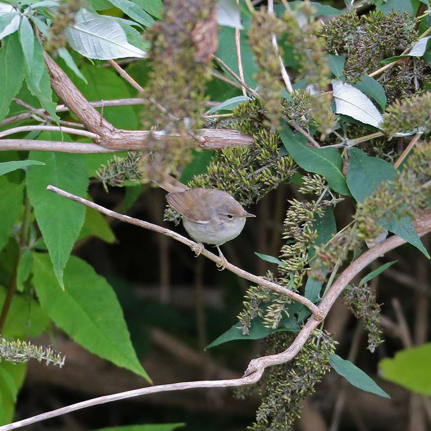 Blyths Reed Warbler by Steve Hopper at Berry Head