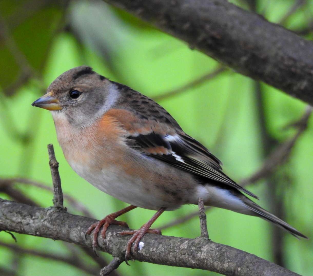 Brambling by Emma Whitton at Clyst St Lawrence