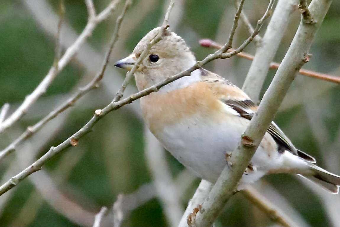 Brambling by Ian Butt at ideford common