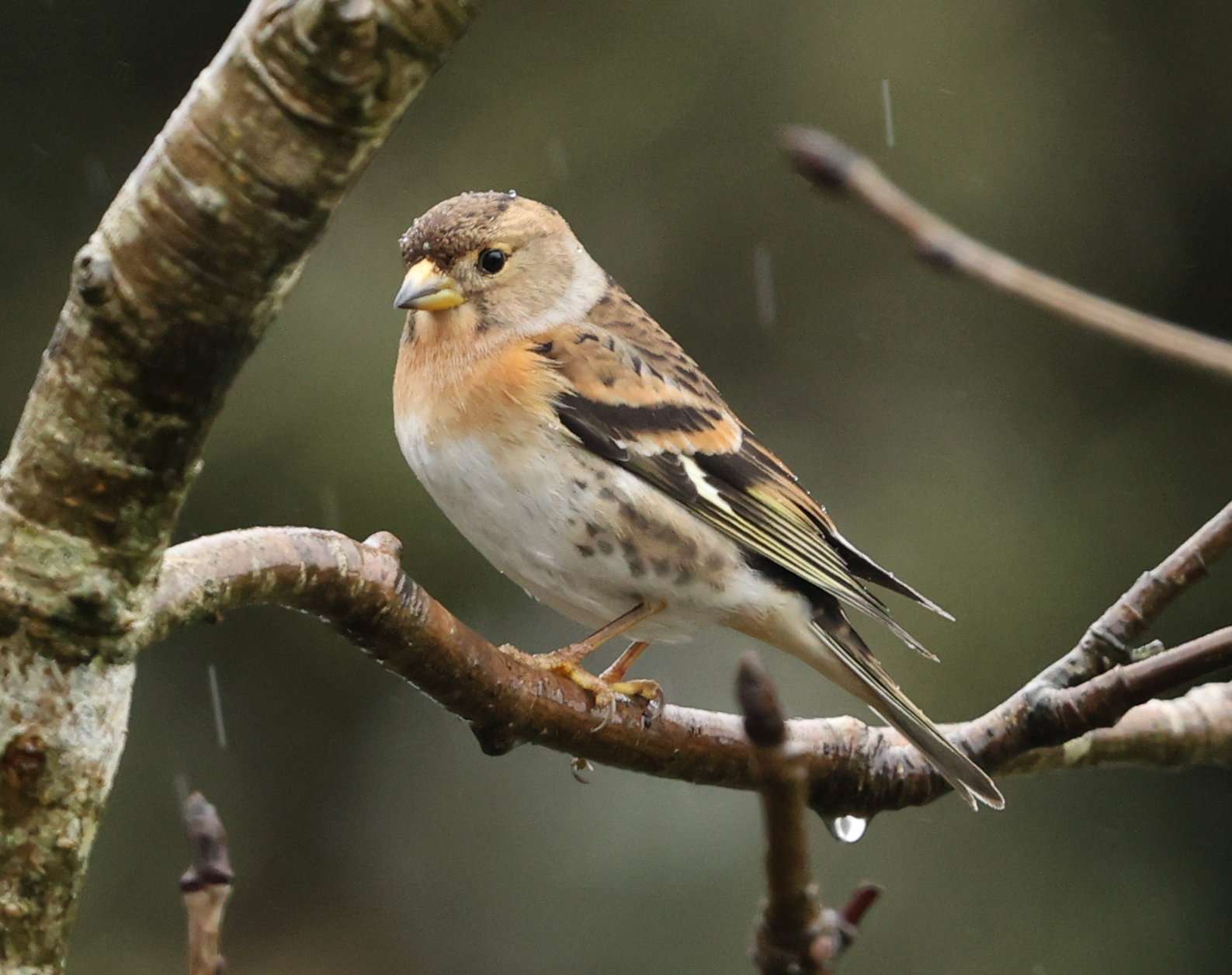 Brambling by Steve Hopper at South Brent