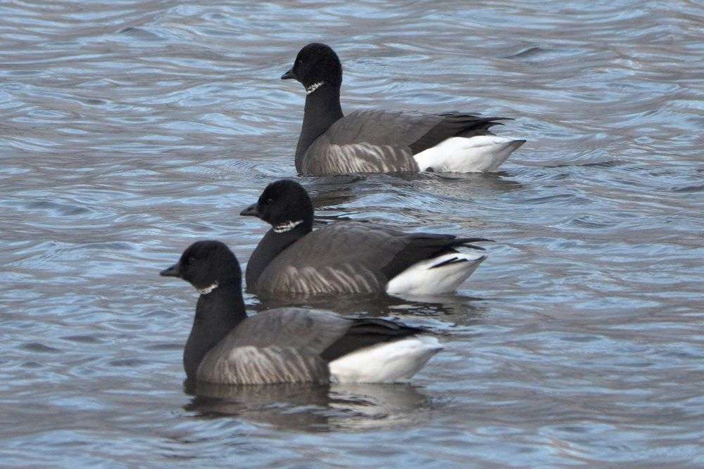 Brent Goose by John Reeves at Exmouth LNR