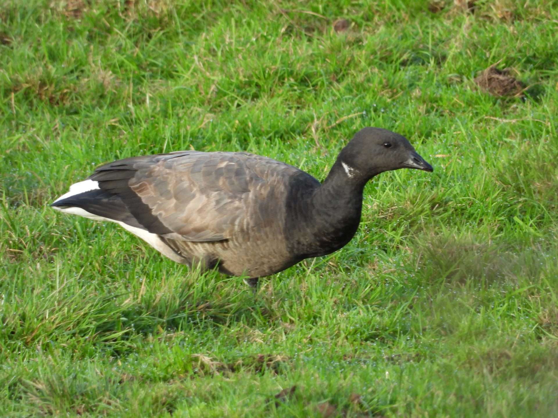 Brent Goose by Kenneth Bradley at Exminster marshes RSPB